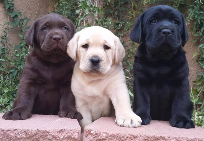 Labrador puppies 3 bij Engel Pups